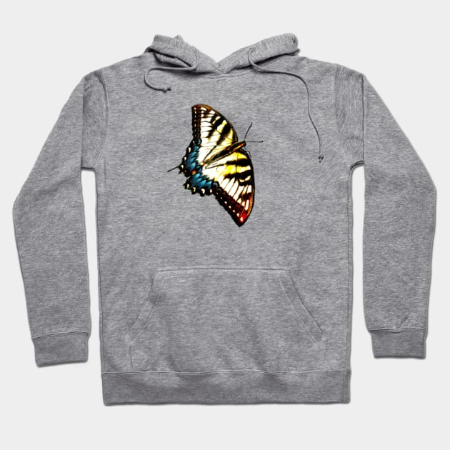 Tiger Swallowtail Butterfly Yellow Butterfly Pretty Butterfly